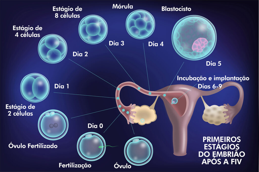 Primeiros estágios do embrião após a FIV – Art BH